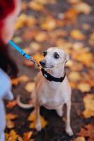 Portrait of a cute dog with a leash in the autumn park photo