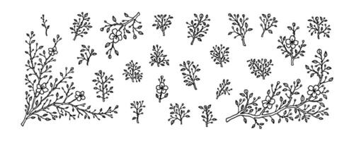 Set of spring cherry blossom branches. Japanese sakura flowers hand drawn sketch vector illustration. Lain art minimalist design element. Outline vintage botanical almond, apple, apricot in bloom