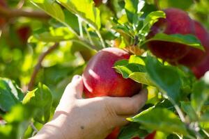 person in apple orchard, person in the garden photo