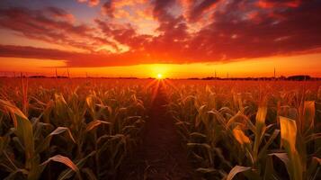 AI generated beautiful sunset on a corn field, landscape photo