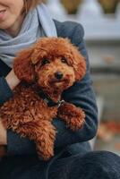 Red poodle puppy in the hands of a girl in a gray coat photo