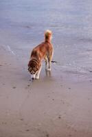 Husky dog on the beach. Selective focus on the dog photo