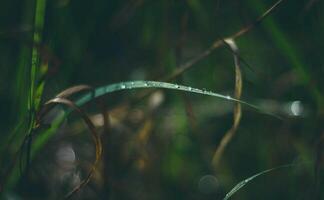 Morning dew on the grass, shallow depth of field. Selective focus. photo