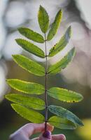 Female hand holds a branch of a rowan tree with green leaves. photo