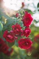 Beautiful red rose flowers in the garden. Nature background. Selective focus. photo