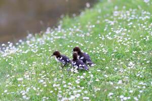 little ducklings on the grass by the river with daisies photo