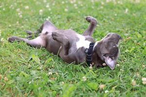 American Staffordshire Terrier puppy playing on the grass in the park photo