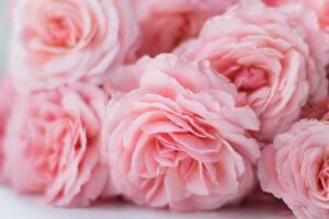 pink roses on white background - soft focus with vintage film filter photo