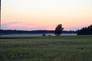 puesta de sol terminado un campo con arboles en el fondo, Polonia. foto