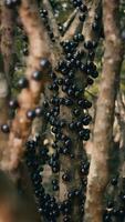 Close up of black berries on the branches of a berry tree photo