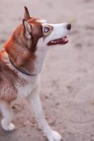 Portrait of a siberian husky dog on the sand photo