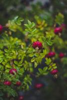 Ripe berries of a dogrose on a bush in the garden photo