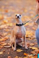 Dog breed whippet sits on a leash in the autumn park photo