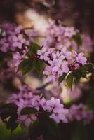 Cereza florecer en primavera, retro tonificado imagen, superficial profundidad de campo foto