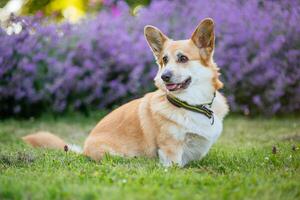 Cute welsh corgi pembroke sitting in the garden photo