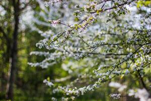Blossoming branch of cherry on a background of green foliage. photo