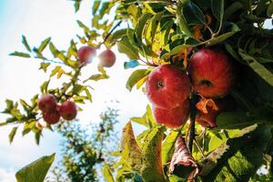 maduro rojo manzanas en manzana árbol en huerta Listo para cosecha foto