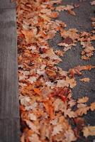 Fallen oak leaves on the ground. Autumn background. Selective focus. photo