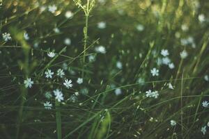 Little white flowers in the meadow on a sunny day. Selective focus. photo