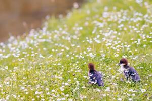 Little ducklings in the meadow with daisies in spring photo