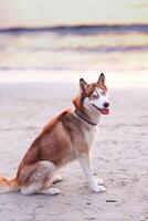 siberiano fornido perro sentado en el playa a puesta de sol. foto