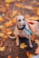 perrito de lebrel en un Correa en otoño parque foto