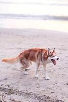 siberiano fornido perro corriendo en el playa en el Mañana foto