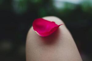 Rose petals on a woman's hand. Selective focus. photo