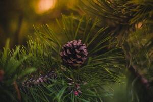 Pine cones on the branches of a pine tree in the forest photo