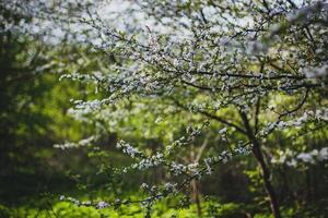 Blooming cherry tree in the garden. Spring season. Selective focus. photo