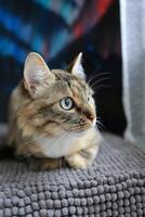 hermosa atigrado gato con azul ojos en sofá a hogar. foto