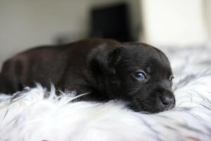 chihuahua perrito en negro color acostado en el blanco piel foto