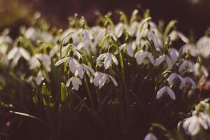 snowdrops in the forest in early spring - retro vintage effect photo