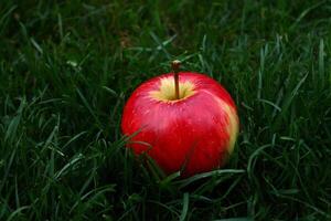 Red apple on green grass in the garden. Apple on green grass. photo