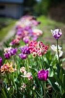Colorful tulips in a flowerbed in the spring garden. photo