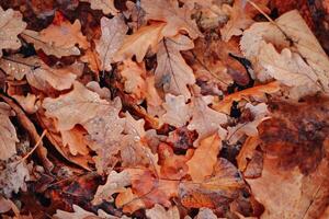 Fallen oak leaves on the ground in the forest. Autumn background. photo