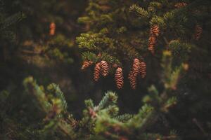 spruce branches with cones in the forest. retro vintage style filtered image photo