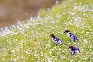 pequeño patitos en un prado con margaritas en primavera foto