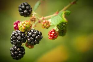 Blackberries on a branch in the garden. Selective focus. photo