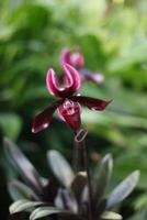 paphiopedilum orquídea en el botánico jardín foto