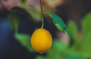 Lemon tree with ripe fruit in the garden. Selective focus. photo