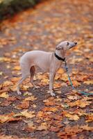 Whippet dog on a leash in the autumn park. Selective focus. photo