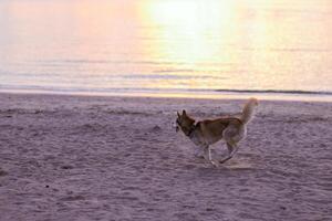 Husky dog running on the beach at sunset. Selective focus. photo