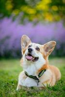 Welsh Corgi Pembroke sitting on the grass photo