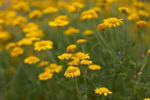 Ladybug on yellow daisies in the meadow in summer photo