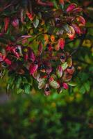 Berries of a barberry on a bush in the autumn. photo