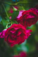 Beautiful red roses in the garden. Shallow depth of field. photo