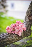 Wedding bouquet of pink roses on a tree branch. photo