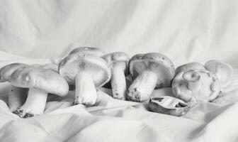 AI generated Black and white image of a group of mushrooms on a white background photo