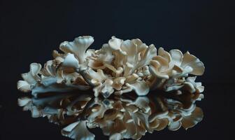 AI generated Oyster mushrooms on a black background. Shallow depth of field. photo